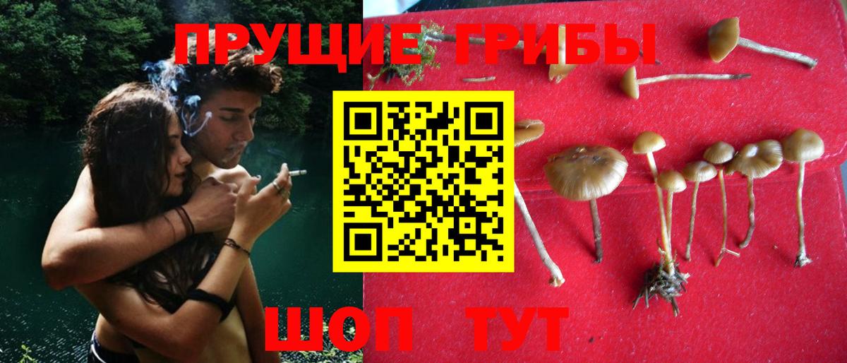 Галлюциногенные грибы Psilocybine cubensis  наркотики  Гагарин  Вход с VPN 